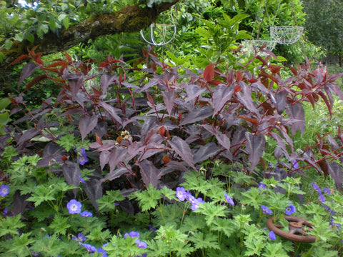 Persicaria microcephala 'Red Dragon'