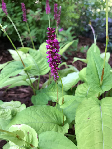 Persicaria amplexicaulis 'Golden Arrow'