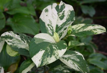 Persicaria virginiana 'Variegata'