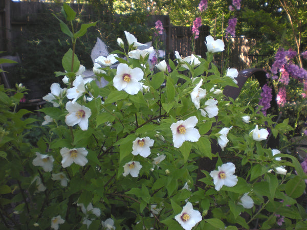 Philadelphus 'Belle Etoile'