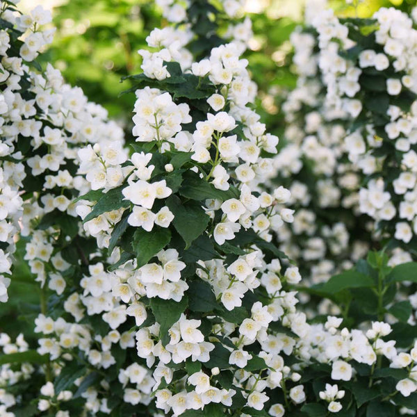 Philadelphus coronarius illuminati 'Tiny Tower' (Tiny Tower Mock Orange)