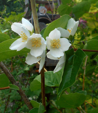 Philadelphus lewisii