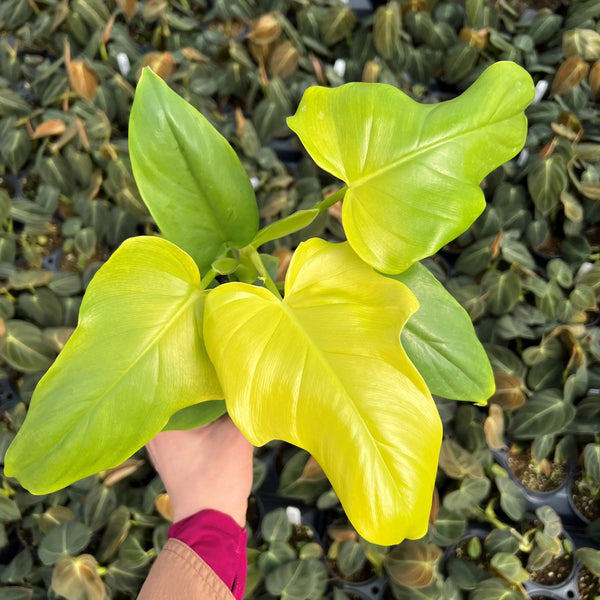 Philodendron bipennifolium 'Gold Violin'