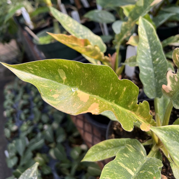 Philodendron 'Ring of Fire'