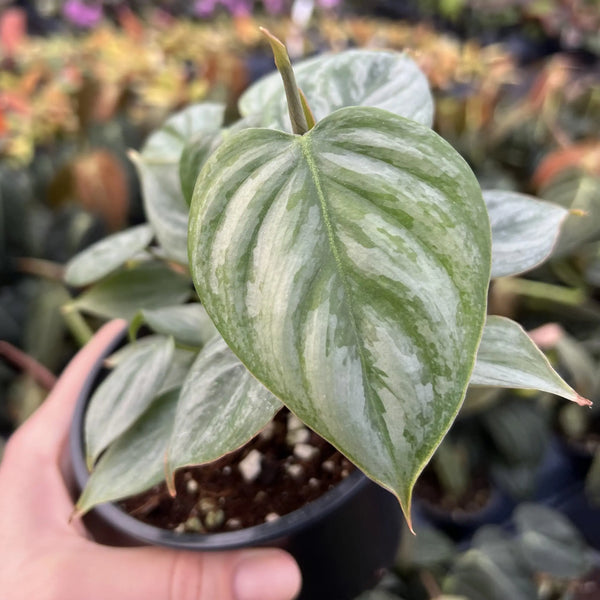 Philodendron sodiroi
