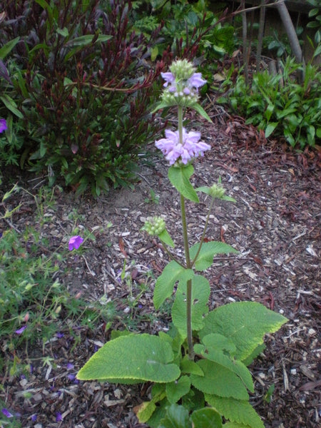 Phlomis italica