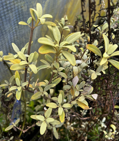 Phlomis monocephala