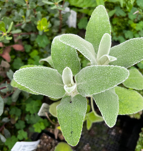 Phlomis x margaritae