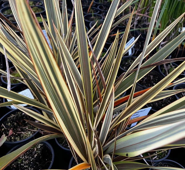 Phormium 'Allison Blackman'