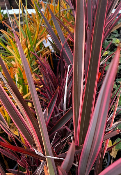 Phormium 'Rainbow Chief'