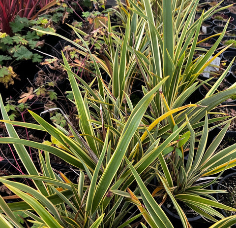 Phormium 'Wings of Gold'