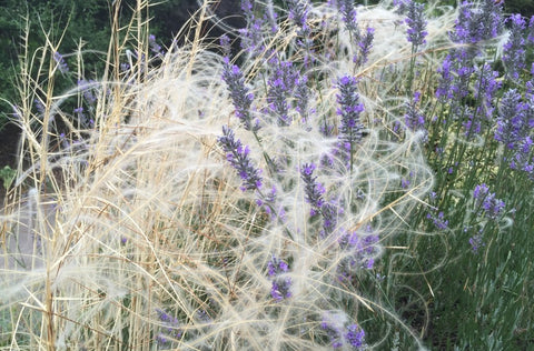 Stipa barbata