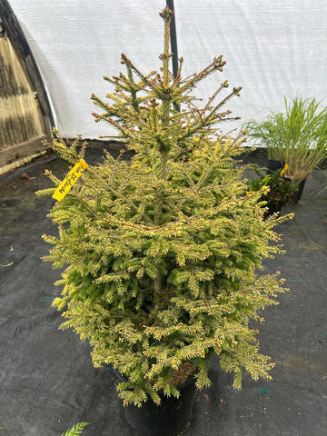 Picea orientalis 'Skylands'