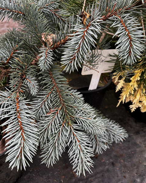 Picea pungens 'Dietz Prostrate' aka Dietz Prostrate Colorado Spruce