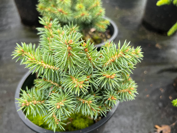 Picea pungens 'Pali' (Pali Colorado Spruce)