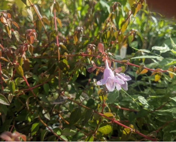 Abelia Pinky Bells™ 'Lynn'