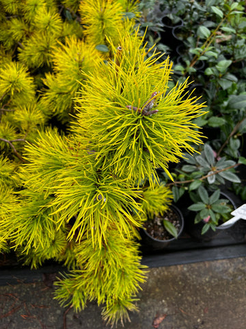 Pinus contorta var. latifolia 'Chief Joseph' (Chief Joseph Lodgepole Pine)