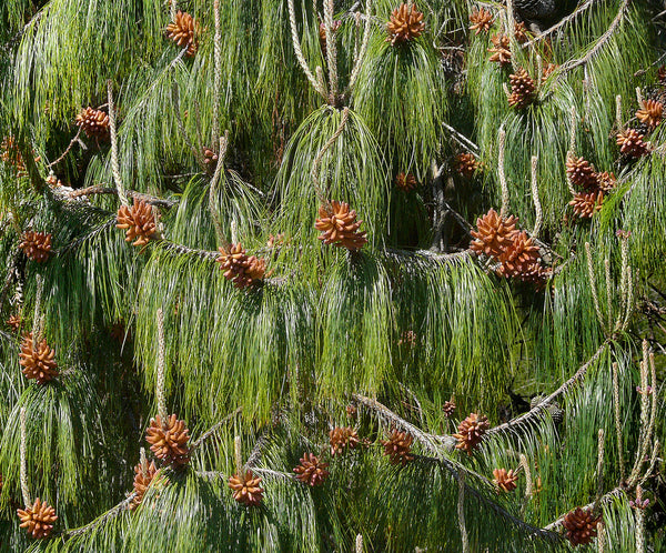 Pinus patula