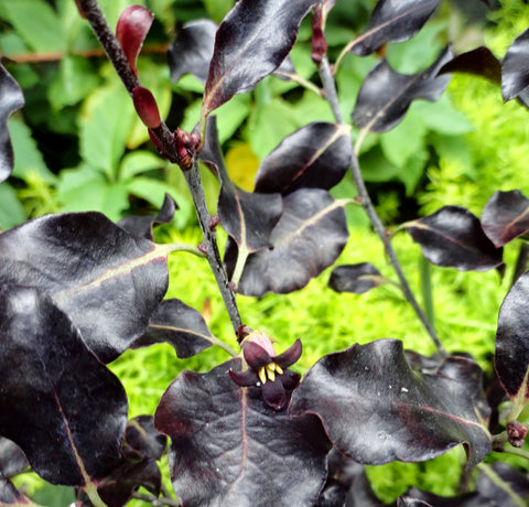 Pittosporum tenuifolium 'Atropurpureum'