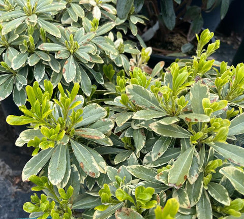 Pittosporum 'Shana'