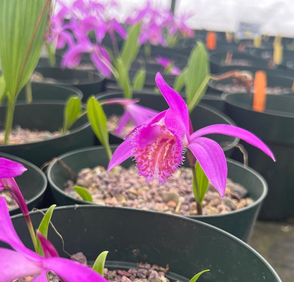 Pleione 'Tolima'