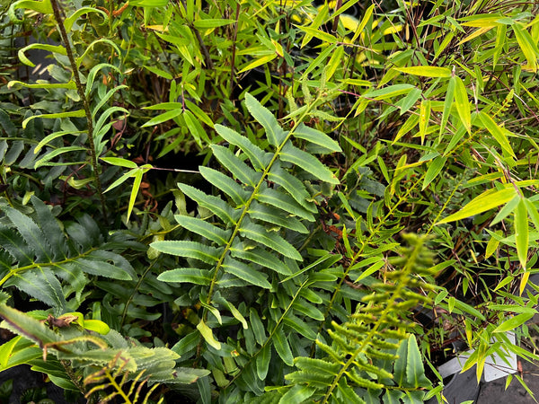 Polystichum acrostichoides