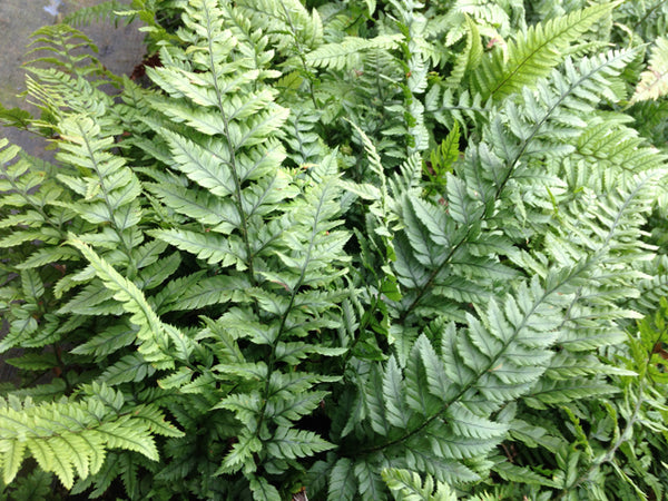 Polystichum luctuosum