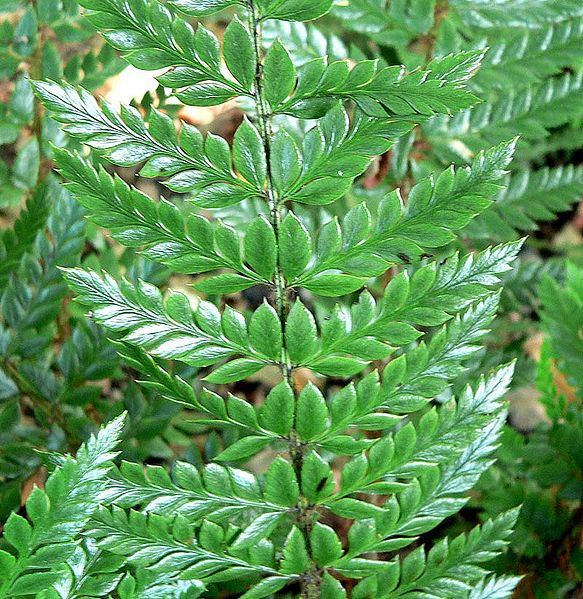 Polystichum neolobatum