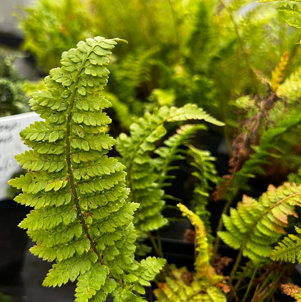 Polystichum setiferum 'Congestum' - Soft Shield Fern