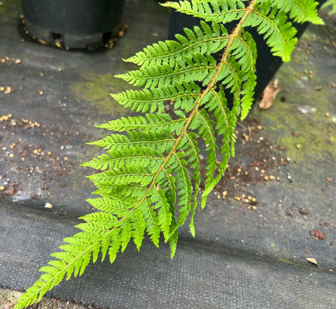 Polystichum setiferum 'Dahlem'