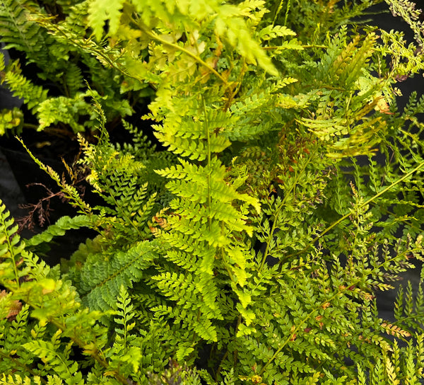 Polystichum setiferum 'Herrenhausen'