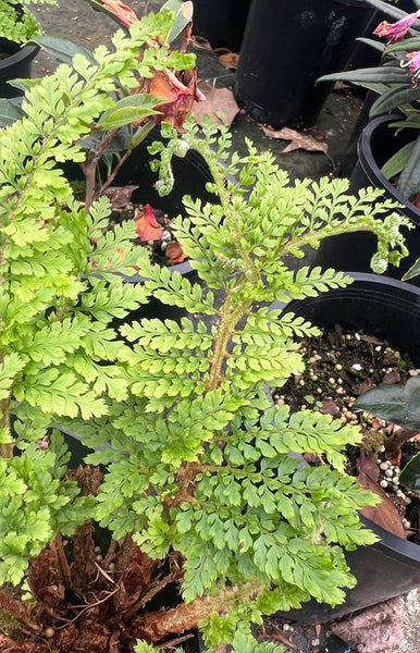 Polystichum setiferum 'Rotundatum Cristatum'