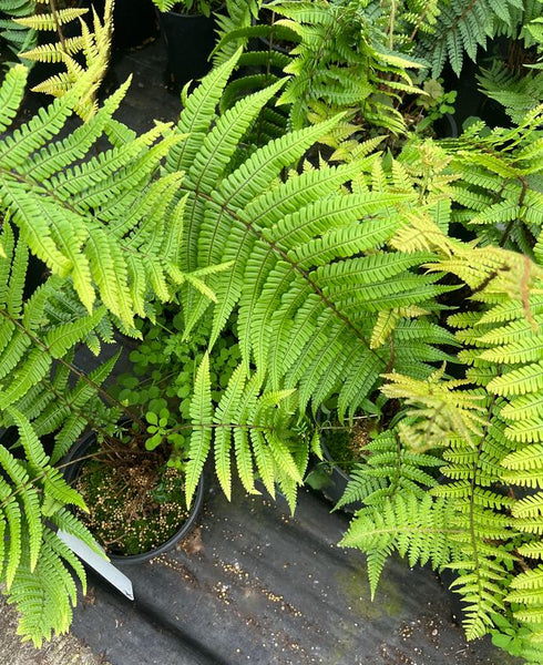 Polystichum setiferum (aka Soft Shield Fern)