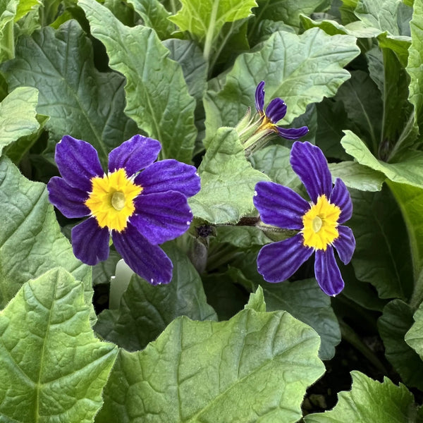 Primula 'Oakleaf Blue' (Primrose)