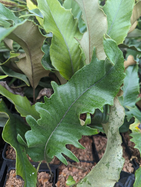 Pyrrosia lingua 'Hiryu' aka Hiryu Tongue Fern