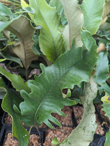 Pyrrosia lingua 'Hiryu' aka Hiryu Tongue Fern