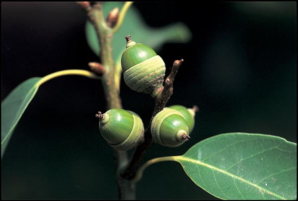 Quercus myrsinifolia