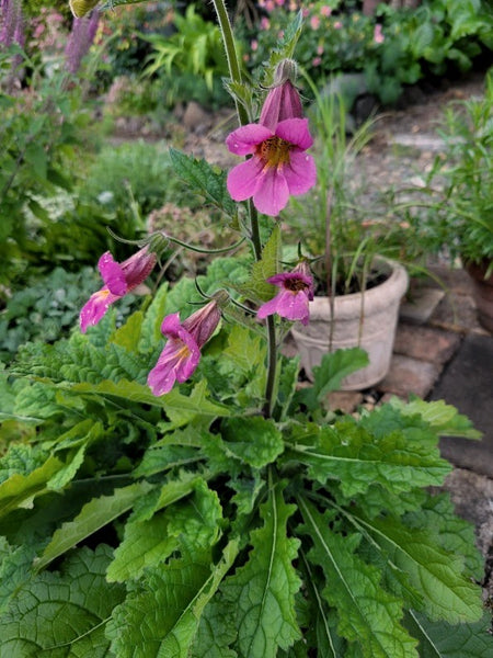 Rehmannia elata