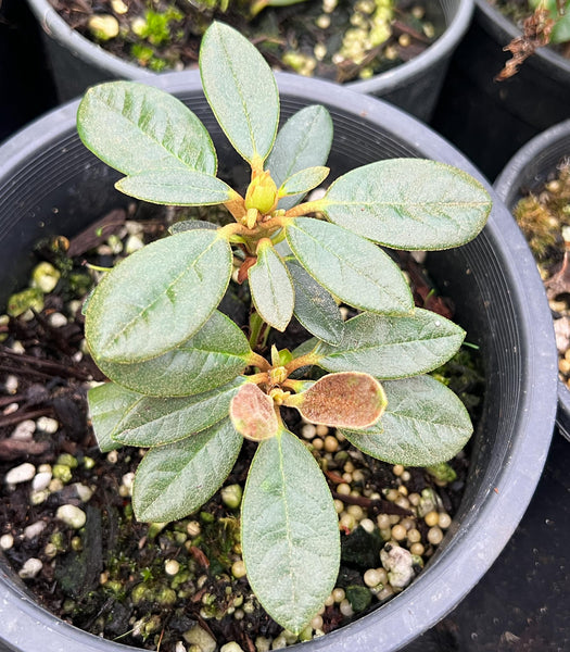 Rhododendron degronianum ssp. yakushimanum x 'Carmen'