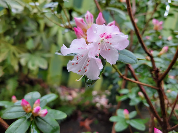 Rhododendron 'Pink Snowflakes'