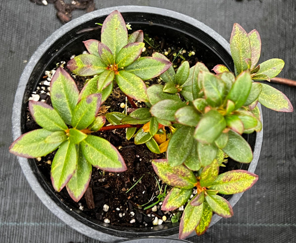 Rhododendron 'Chiffchaff'