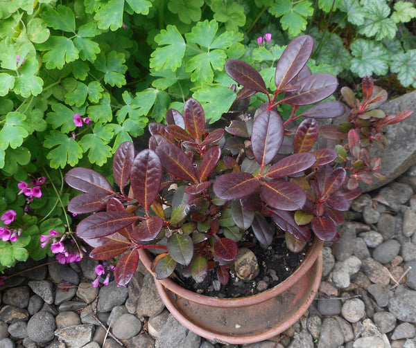 Rhododendron 'Everred'