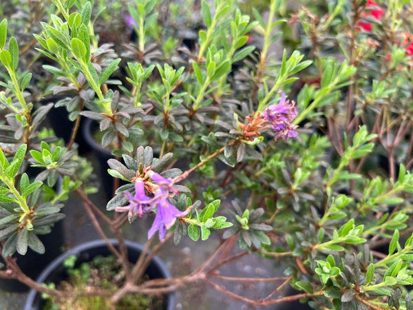 Rhododendron 'Frost Hexe'