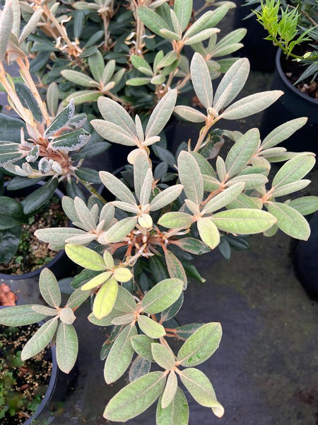 Rhododendron 'King Bee'