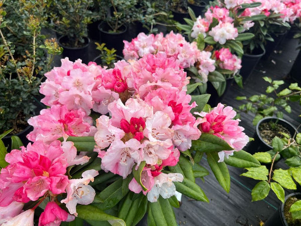 Rhododendron 'Mardi Gras'