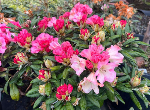 Rhododendron 'Silver Skies'