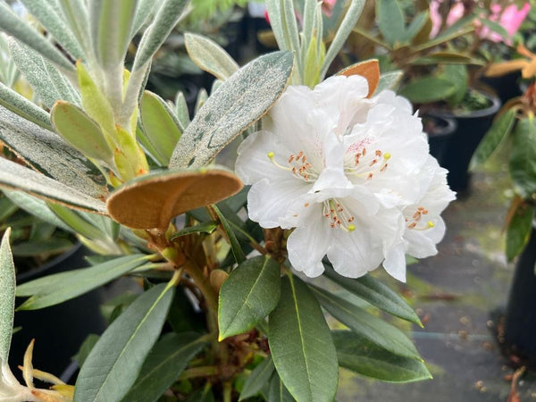 Rhododendron 'Teddy Bear'