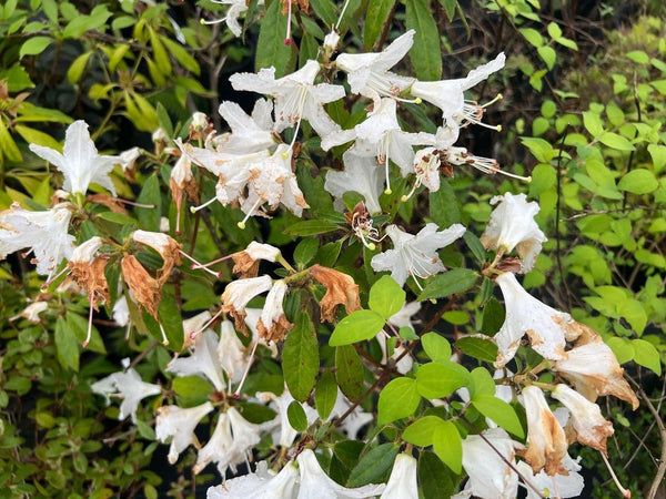 Rhododendron 'Walter Maynard'