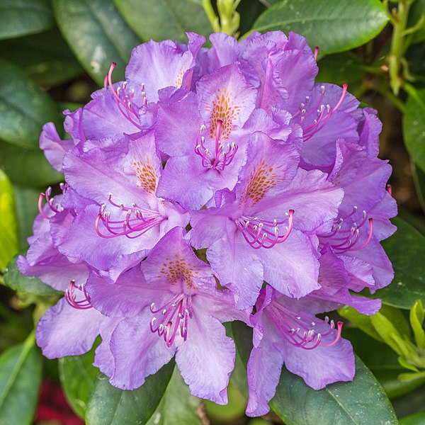 Rhododendron ponticum
