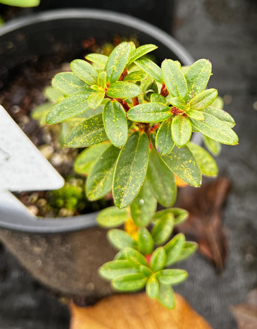 Rhododendron campylogynum 'Tinkerbell' aka Tinker Belle Vireya